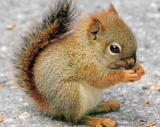 Cute Baby Squirrel paint by number