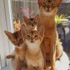 Cute Family Cats paint by numbers