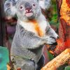 Cute Koala Animal paint by numbers