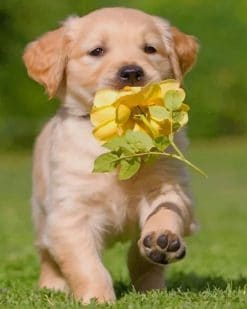 Cute Puppy With Flower paint by numbers
