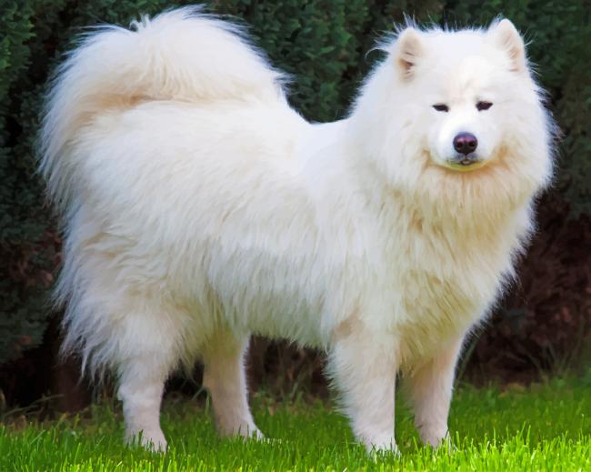 Cute Samoyed Dog paint by number