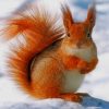 Cute Squirrel In Snow paint by number