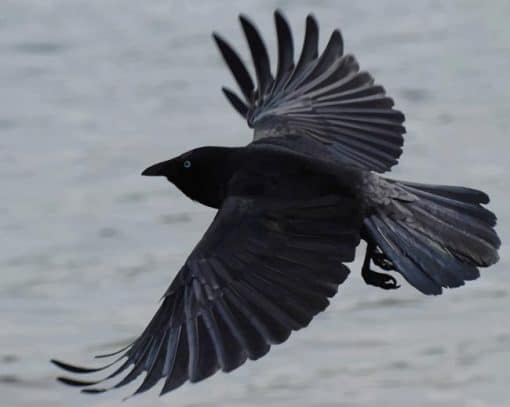Flying Crow paint by number