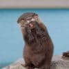 Funny Asian Small Clawed Otter paint by numbers