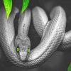 Grey Snake With Green Eyes paint by number