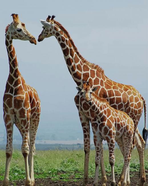 Happy Family Giraffes paint by numbers