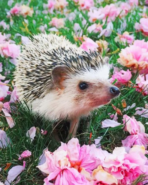 Hedgehog In Garden paint by number