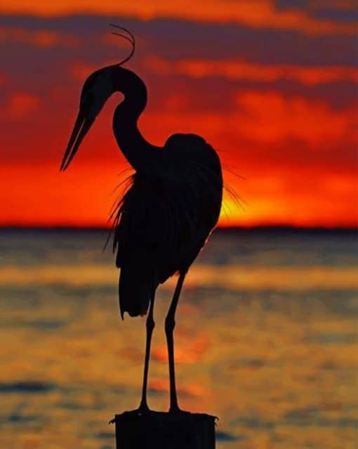 Heron On Beach Silhouette paint by numbers