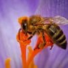 Honey Bee Purple Flower paint by number