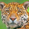 Jaguar Wildlife paint by number