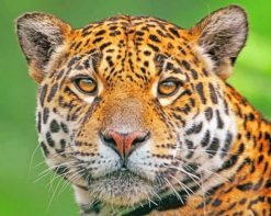 Jaguar Wildlife paint by number