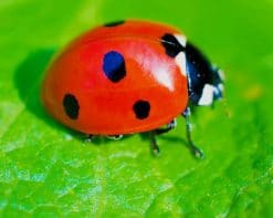 Ladybug On Leaf paint by number
