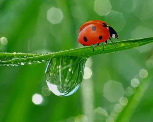 Ladybug Water Drop paint by number