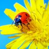 Ladybug Yellow Flower paint by number