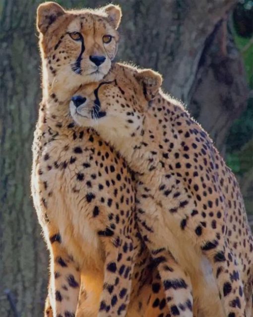 Leopard Couple paint by numbers
