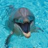 Lovely Smiling dolphin paint by number