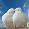 Lovely White Doves paint by number