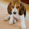 Male Beagles paint by numbers