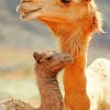 Mom And Baby Camel paint by numbers