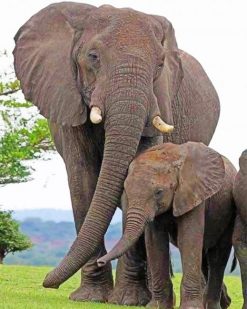 Mom And Baby Elephant paint by numbers