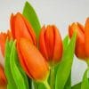 Orange Tulips paint by numbers