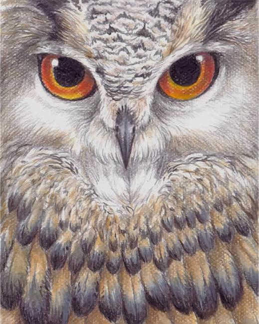 Owl Face Bird paint by numbers