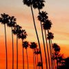 Palms Trees in California paint by numbers