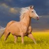 Palomino Horse paint by number
