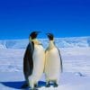 Penguins Couple In Snow paint by number