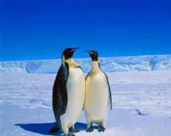 Penguins Couple In Snow paint by number