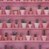 Pink Cactus Wall paint by numbers