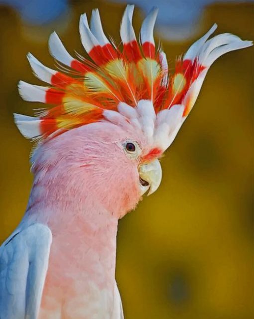 Pink Cockatoo Bird paint by numbers