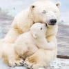 Polar Bears Wildlife paint by number
