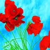 Red Poppy Flowers paint by number