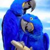 Royal Blue Couple Parrot paint by numbers