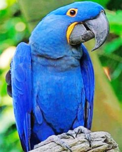 Royal Blue Parrot paint by numbers
