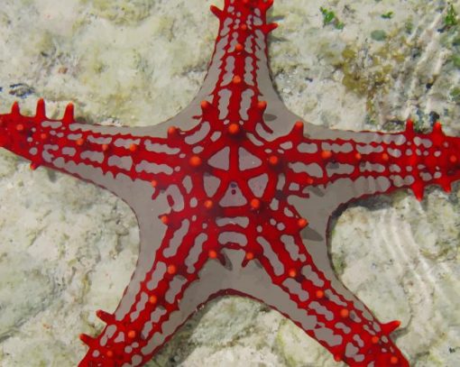 Sea Star paint by number