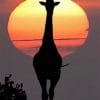 Silhouette Of Giraffe Sunset paint by numbers