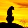 Silhouette Of Leopard Sunset paint by numbers
