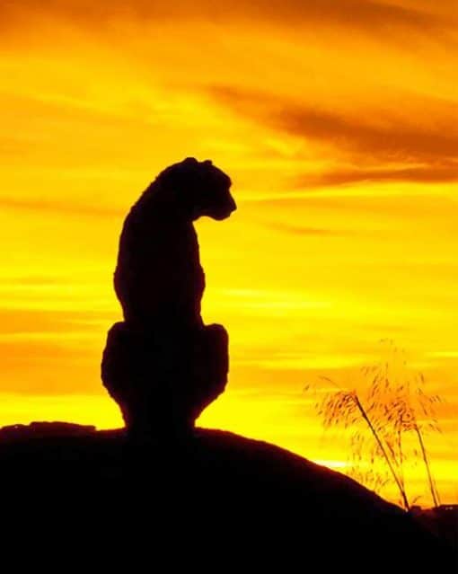 Silhouette Of Leopard Sunset paint by numbers