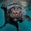 Swimming Black Dog paint by number