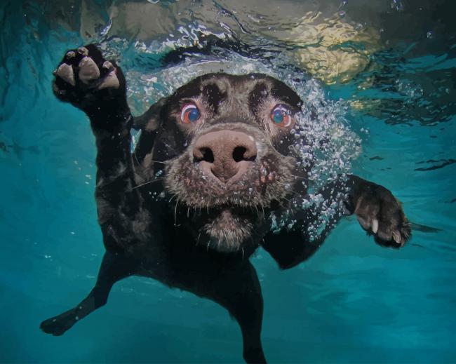 Swimming Black Dog paint by number