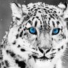 Tiger With Blue Eyes paint by number