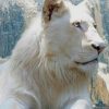 White Lion paint by numbers