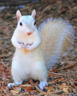 White Squirrel paint by numbers