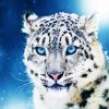 White Tiger With Blue Eyes paint by number