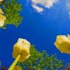 Yellow Tulips Blue Sky paint by number