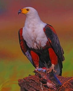 African Fish Eagle paint by numbers