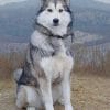Alaskan Malamute Dog paint by numbers