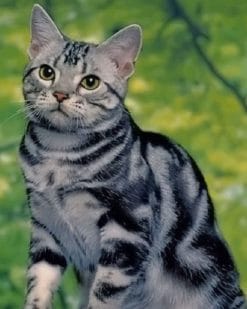 American Shorthair Cat paint by numbers